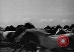 Standbild wilden Ponys Chincoteague Island Virginia USA, 1939, aus Sekunde 21 historischem Filmmaterial Videoclip 65675055162