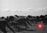 Standbild wilden Ponys Chincoteague Island Virginia USA, 1939, aus Sekunde 23 historischem Filmmaterial Videoclip 65675055162
