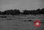 Standbild wilden Ponys Chincoteague Island Virginia USA, 1939, aus Sekunde 30 historischem Filmmaterial Videoclip 65675055162