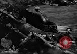 Standbild wilden Ponys Chincoteague Island Virginia USA, 1939, aus Sekunde 38 historischem Filmmaterial Videoclip 65675055162