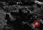 Standbild wilden Ponys Chincoteague Island Virginia USA, 1939, aus Sekunde 40 historischem Filmmaterial Videoclip 65675055162