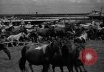 Standbild wilden Ponys Chincoteague Island Virginia USA, 1939, aus Sekunde 51 historischem Filmmaterial Videoclip 65675055162