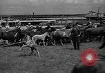 Standbild wilden Ponys Chincoteague Island Virginia USA, 1939, aus Sekunde 53 historischem Filmmaterial Videoclip 65675055162