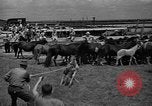 Standbild wilden Ponys Chincoteague Island Virginia USA, 1939, aus Sekunde 54 historischem Filmmaterial Videoclip 65675055162