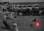 Standbild wilden Ponys Chincoteague Island Virginia USA, 1939, aus Sekunde 55 historischem Filmmaterial Videoclip 65675055162