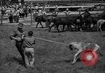 Standbild wilden Ponys Chincoteague Island Virginia USA, 1939, aus Sekunde 56 historischem Filmmaterial Videoclip 65675055162