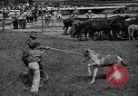 Standbild wilden Ponys Chincoteague Island Virginia USA, 1939, aus Sekunde 57 historischem Filmmaterial Videoclip 65675055162