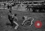 Standbild wilden Ponys Chincoteague Island Virginia USA, 1939, aus Sekunde 58 historischem Filmmaterial Videoclip 65675055162