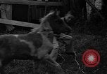 Standbild wilden Ponys Chincoteague Island Virginia USA, 1939, aus Sekunde 59 historischem Filmmaterial Videoclip 65675055162