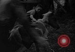 Standbild wilden Ponys Chincoteague Island Virginia USA, 1939, aus Sekunde 60 historischem Filmmaterial Videoclip 65675055162