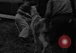 Standbild wilden Ponys Chincoteague Island Virginia USA, 1939, aus Sekunde 61 historischem Filmmaterial Videoclip 65675055162