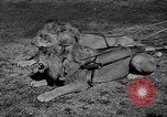 Standbild Lions Los Angeles California USA, 1935, aus Sekunde 1 historischem Filmmaterial Videoclip 65675055188