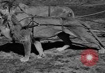 Standbild Lions Los Angeles California USA, 1935, aus Sekunde 3 historischem Filmmaterial Videoclip 65675055188