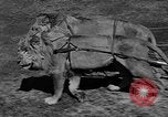 Standbild Lions Los Angeles California USA, 1935, aus Sekunde 4 historischem Filmmaterial Videoclip 65675055188