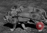 Standbild Lions Los Angeles California USA, 1935, aus Sekunde 5 historischem Filmmaterial Videoclip 65675055188