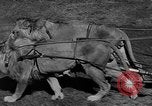 Standbild Lions Los Angeles California USA, 1935, aus Sekunde 6 historischem Filmmaterial Videoclip 65675055188