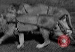 Standbild Lions Los Angeles California USA, 1935, aus Sekunde 7 historischem Filmmaterial Videoclip 65675055188