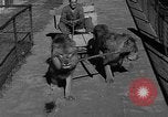 Standbild Lions Los Angeles California USA, 1935, aus Sekunde 8 historischem Filmmaterial Videoclip 65675055188