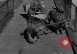 Standbild Lions Los Angeles California USA, 1935, aus Sekunde 9 historischem Filmmaterial Videoclip 65675055188