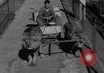 Standbild Lions Los Angeles California USA, 1935, aus Sekunde 10 historischem Filmmaterial Videoclip 65675055188