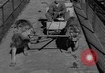Standbild Lions Los Angeles California USA, 1935, aus Sekunde 12 historischem Filmmaterial Videoclip 65675055188