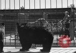 Standbild Lions Los Angeles California USA, 1935, aus Sekunde 20 historischem Filmmaterial Videoclip 65675055188