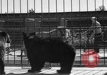Standbild Lions Los Angeles California USA, 1935, aus Sekunde 21 historischem Filmmaterial Videoclip 65675055188