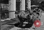 Standbild Lions Los Angeles California USA, 1935, aus Sekunde 26 historischem Filmmaterial Videoclip 65675055188