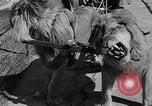Standbild Lions Los Angeles California USA, 1935, aus Sekunde 27 historischem Filmmaterial Videoclip 65675055188