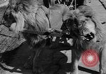 Standbild Lions Los Angeles California USA, 1935, aus Sekunde 28 historischem Filmmaterial Videoclip 65675055188