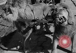 Standbild Lions Los Angeles California USA, 1935, aus Sekunde 29 historischem Filmmaterial Videoclip 65675055188