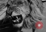 Standbild Lions Los Angeles California USA, 1935, aus Sekunde 30 historischem Filmmaterial Videoclip 65675055188