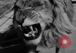 Standbild Lions Los Angeles California USA, 1935, aus Sekunde 31 historischem Filmmaterial Videoclip 65675055188