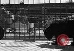 Standbild Lions Los Angeles California USA, 1935, aus Sekunde 32 historischem Filmmaterial Videoclip 65675055188