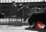 Standbild Lions Los Angeles California USA, 1935, aus Sekunde 33 historischem Filmmaterial Videoclip 65675055188