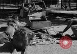 Standbild Lions Los Angeles California USA, 1935, aus Sekunde 42 historischem Filmmaterial Videoclip 65675055188