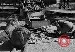 Standbild Lions Los Angeles California USA, 1935, aus Sekunde 43 historischem Filmmaterial Videoclip 65675055188