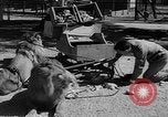 Standbild Lions Los Angeles California USA, 1935, aus Sekunde 45 historischem Filmmaterial Videoclip 65675055188