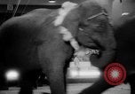 Immagine di Circo dei fratelli Ringling Washington DC USA, 1962, secondo 27 filmato di repertorio 65675055200