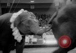 Immagine di Circo dei fratelli Ringling Washington DC USA, 1962, secondo 28 filmato di repertorio 65675055200