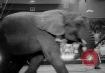 Immagine di Circo dei fratelli Ringling Washington DC USA, 1962, secondo 30 filmato di repertorio 65675055200