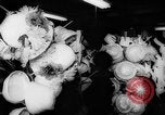 Image capots de Pâques United States USA, 1962, de la seconde 24 séquences d'archives historiques vidéo 65675055201