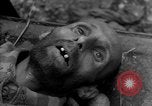 Image of Victims of atrocities Dachau Germany, 1945, second 14 stock footage video 65675055236