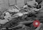 Image of dead bodies Dachau Germany, 1945, second 36 stock footage video 65675055238