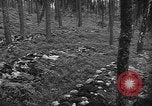 Image of murdered Jewish slave laborers World War 2 Neunburg Germany, 1945, second 60 stock footage video 65675055250
