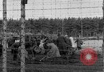 Immagine di Corpi morti Landsberg Germania, 1945, secondo 52 filmato di repertorio 65675055255