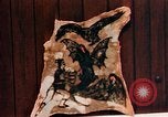 Image of Tattoo skin of concentration camp victims Ettersberg Germany, 1945, second 35 stock footage video 65675055283