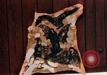 Image of Tattoo skin of concentration camp victims Ettersberg Germany, 1945, second 47 stock footage video 65675055283