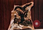 Image of Tattoo skin of concentration camp victims Ettersberg Germany, 1945, second 49 stock footage video 65675055283