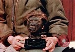 Image of Human skins and Nazi concentration camp atrocities Ettersberg Germany, 1945, second 30 stock footage video 65675055284